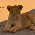 Kio, the lion cub in Nat Geo's Lion