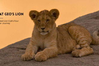 Kio, the lion cub in Nat Geo's Lion
