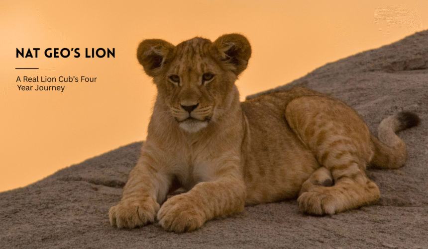 Kio, the lion cub in Nat Geo's Lion